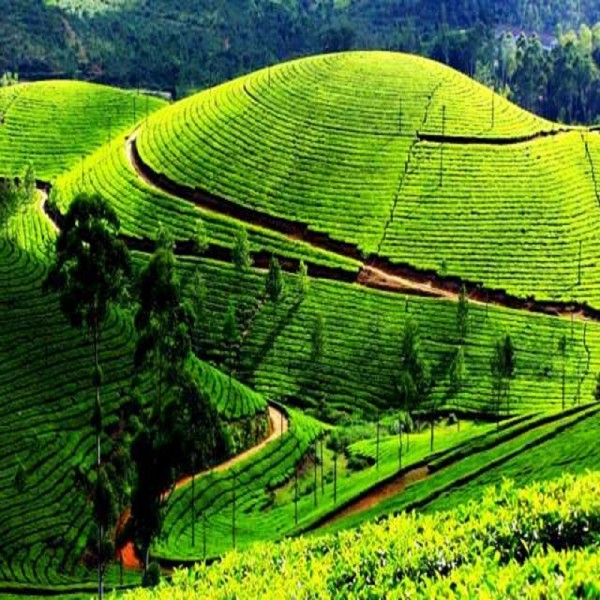 Bangalore Coorg Ooty Tour 6N/7D